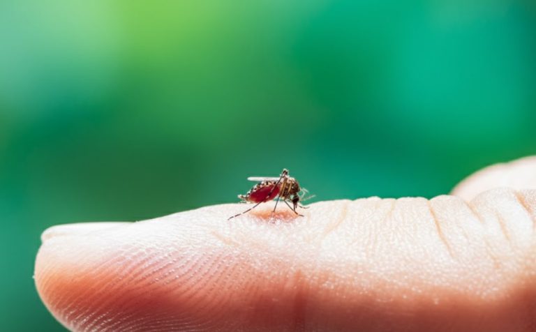 Cuidado: água parada, morada do mosquito da dengue!